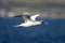 Flying gannet in blue skies