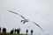 Flying Gannet in Helgoland