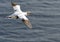 Flying Gannet in Helgoland