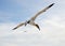 Flying Gannet in Helgoland
