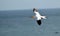 Flying Gannet in Helgoland