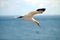 Flying Gannet in Helgoland