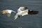 Flying Gannet in Helgoland