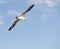 Flying Gannet in Helgoland