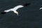 Flying Gannet near bempton Cliffs, Yorkshire , UK