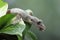 flying gecko closeup on green leaves