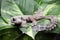 flying gecko closeup on green leaves