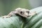 Flying gecko on green leaves