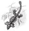 Flying Gecko, vintage illustration