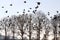 Flying geese over wintry bald trees, Holland