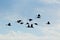 Flying Geese Silhouettes in Blue Sky