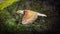 Flying Golden Bald Eagle