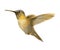 Flying Golden Hummingbird.