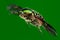 Flying goldsmith beetle isolated on green.