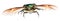 Flying goldsmith beetle isolated on white.