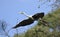 Flying Gray Heron