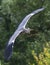 Flying gray Heron with great span of wings