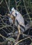 Flying gray Heron with great span of wings