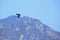 Flying Great Cormorant