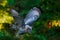 Flying Great Grey Owl, Strix nebulosa, above green spruce tree with orange dark forest background. Wildlife in Sweden. Bird in fly