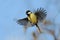 Flying Great Tit in bright autumn day