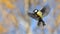 Flying Great Tit in bright autumn day