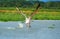 Flying great white pelican