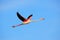 Flying Greater Flamingo, Phoenicopterus ruber, pink big bird with clear blue sky, Camargue, France