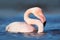 Flying Greater Flamingo, Phoenicopterus ruber, pink big bird with clear blue sky, Camargue, France