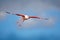 Flying Greater Flamingo, Phoenicopterus ruber, pink big bird with clear blue sky, Camargue, France. Action Wildlife scene from nat