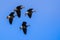 Flying Greater White-fronted Geese Anser albifrons preparing to land