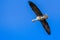 Flying Greater White-fronted Goose Anser albifrons