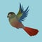 Flying Green-cheeked conure. Isolated on blue