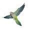 Flying green quaker parrot