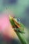 Flying green tree frog on a leaf