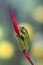 Flying green tree frog on a leaf