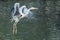 Flying grey heron