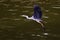 Flying Grey Heron