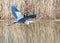 Flying grey heron bird