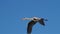 Flying grey heron, Camargue, France