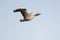 Flying greylag