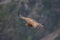 Flying Griffin close up Gyps fulvus, Verdon Gorge, France