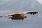 Flying Griffin close up Gyps fulvus, Verdon Gorge, France