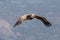 Flying Griffin close up Gyps fulvus, Verdon Gorge, France