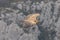 Flying Griffin close up Gyps fulvus, Verdon Gorge, France