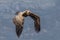 Flying Griffin close up Gyps fulvus, Verdon Gorge, France