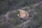 Flying Griffin in Verdon Gorge