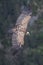 Flying Griffin in Verdon Gorge