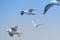 Flying group seagull on blue sky background
