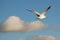 Flying gull